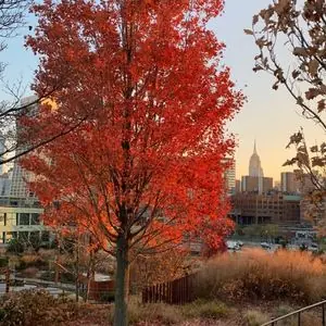 Acer rubrum 'October Glory'