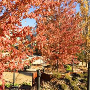 Acer rubrum ‘Red Sunset’