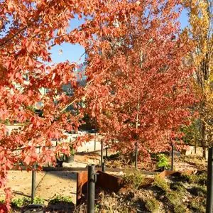Acer rubrum 'Red Sunset'