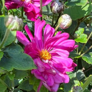 Anemone hupehensis var. japonica 'Pamina'