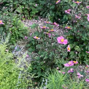 Anemone tomentosa 'Lucky Charm'