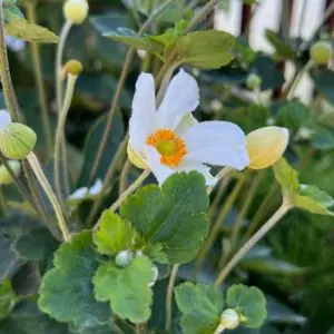 Anemone x hybrida 'Honorine Jobert'