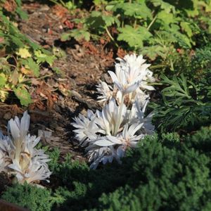 Colchicum Autumnale 'Alboplenum'