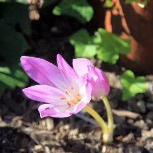 Colchicum giganteum