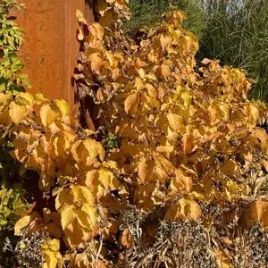 Cornus racemosa ‘Arctic Sun’