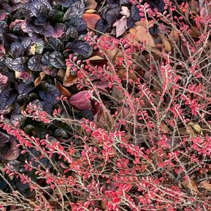 Cotoneaster apiculatus 'Tom Thumb'
