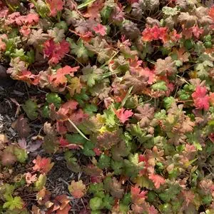 Geranium macchorrizum ‘Alba’
