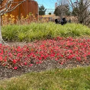 Geranium x cantabrigiense 'Biokovo'