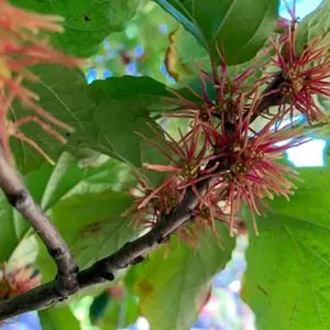 Hamamelis virginiana 'Mohonk Red'
