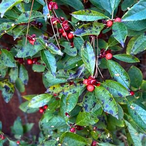 Ilex verticillata 'Red Sprite'