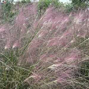 Muhlenbergia capillaris