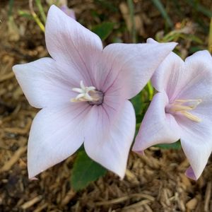 Platycodon grandiflorus 'Astra Double Pink'