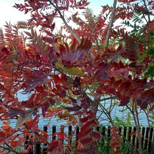 Rhus typhina
