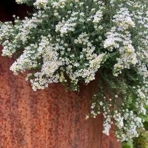 Symphyotrichum ericoides 'Snow Flurry'