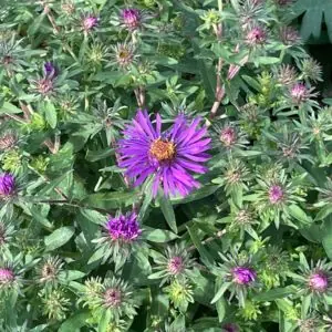 Symphyotrichum novae-angliae 'Purple Dome'