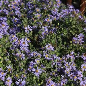 Symphyotrichum oblongifolium 'October Skies'