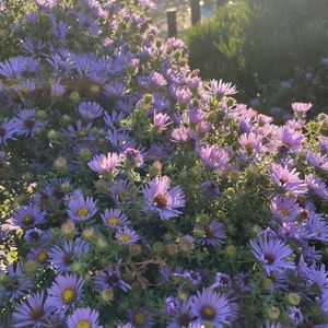 Symphyotrichum oblongifolium 'Raydon's Favorite'