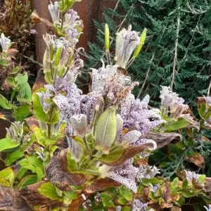 Tricyrtis hirta 'Miyazaki'