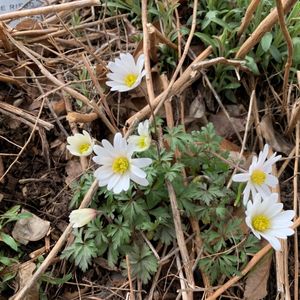 Anemone blanda
