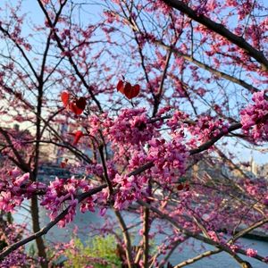 Cercis canadensis 'Forest Pansy'