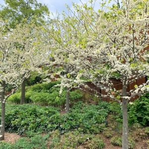 Cercis canadensis 'Royal White'