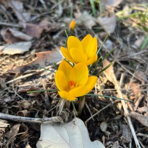 Crocus chrysanthus
