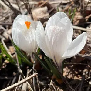 Crocus vernus 'Jeanne d'Arc'