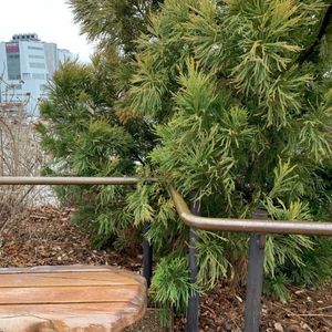 Cryptomeria japonica 'Yoshino'