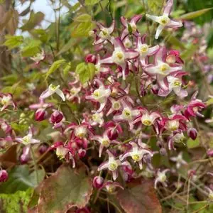 Epimedium x rubrum
