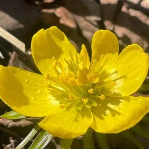 Eranthis cilicica