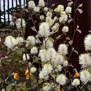 Fothergilla x intermedia 'Mount Airy'