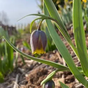 Fritillaria uva-vulpis