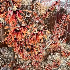 Hamamelis virginiana