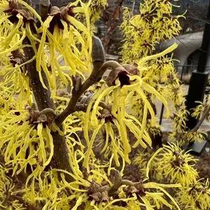Hamamelis x Intermedia 'Swallow Hayes'