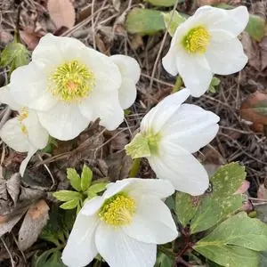 Helleborus 'HGC Yosef Lemper'