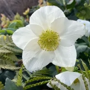 Helleborus niger 'HGC Josef Lemper'