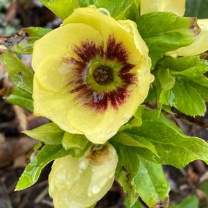 Helleborus x hybridus