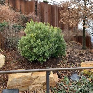 Ilex glabra 'Shamrock'