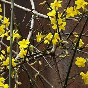 Jasminum nudiflorum