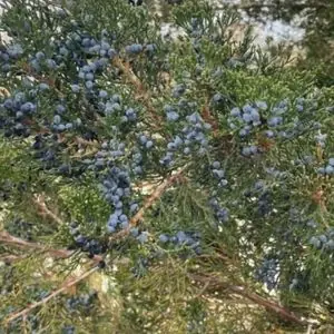 Juniperus virginiana 'Canaertii'