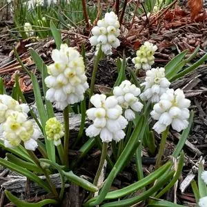 Muscari botryoides 'Album'