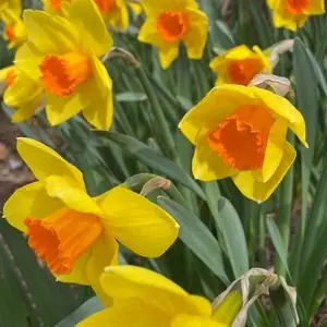 Narcissus 'Brackenhurst'
