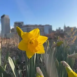 Narcissus 'Gigantic Star'
