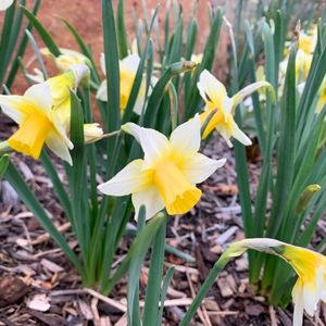 Narcissus 'Golden Echo'