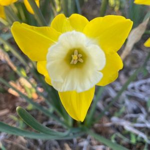 Narcissus 'Intrigue'