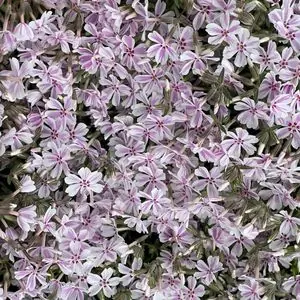 Phlox subulata 'Candy Stripe'