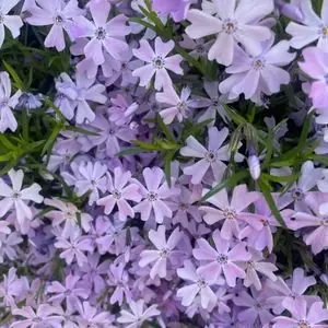 Phlox subulata 'Emerald Cushion Blue'