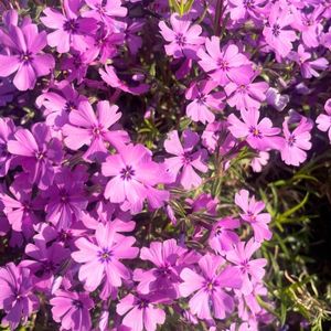 Phlox subulata 'Purple Beauty'