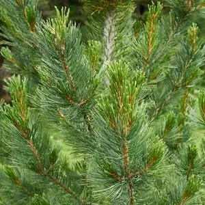 Pinus cembra