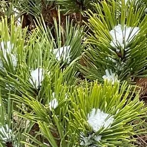 Pinus mugo var. pumilio